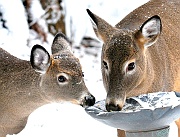 Bambi-Mom-feeding-em