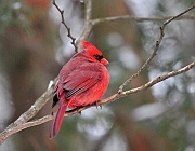 Cardinal-Branch-em