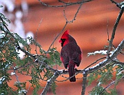 Cardinal-Cedar-em