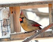 Cardinal-F-Feeder-em