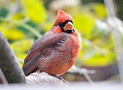 Cardinal-Juv-em