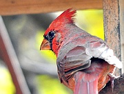 Cardinal-Juv-up-close-em