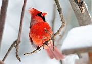 Cardinal-M-Juv-em