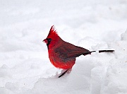 Cardinal-Snow-em