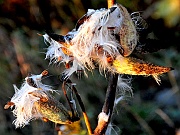 Milkweed-Morning-Sun-em