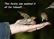 Pine-Siskin-John3-em