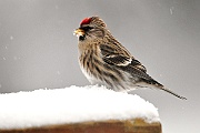 Redpoll-F-em